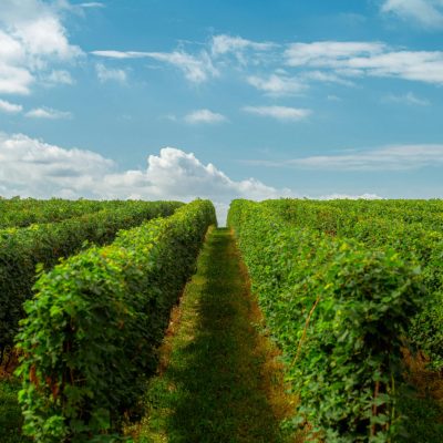 酒典漫談_葡萄酒產區_南非開普產區：新興市場中的傳統與創新並存的葡萄酒重鎮 (1)001