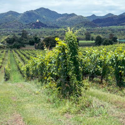酒典漫談_葡萄酒產區_法國勃艮第產區：從紅白葡萄酒到陳年奇蹟的誕生地001