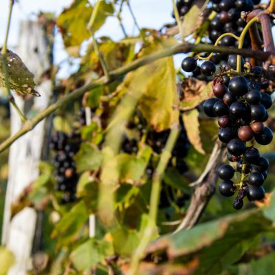 酒典漫談_葡萄酒產區_法國波爾多產區：世界上最具影響力的葡萄酒產區之一001