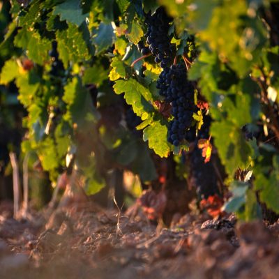 酒典漫談_葡萄酒產區_澳洲巴羅薩谷產區：土壤與氣候如何成就澳洲的經典紅酒001