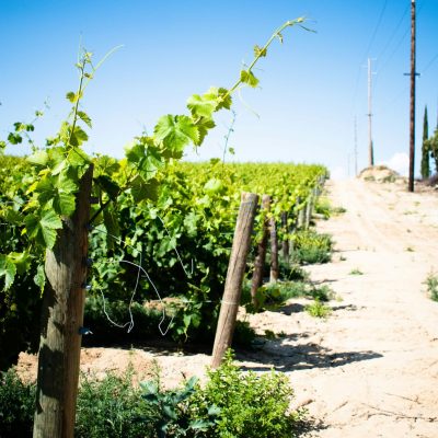 酒典漫談_葡萄酒產區_美國納帕谷產區：新世界葡萄酒的典範與創新001