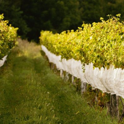 酒典漫談_葡萄酒產區_阿根廷門多薩產區：跨越安第斯山脈的葡萄酒奇蹟001